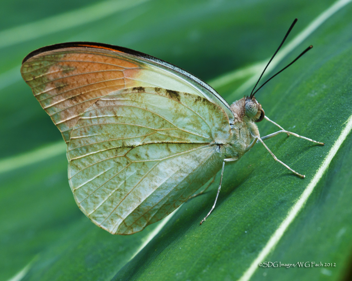 Orange Tip