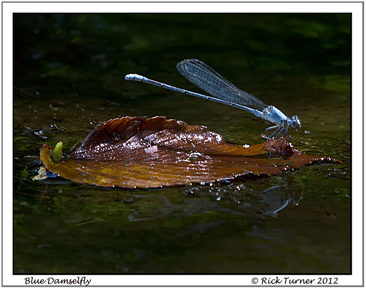 Blue Damselfly