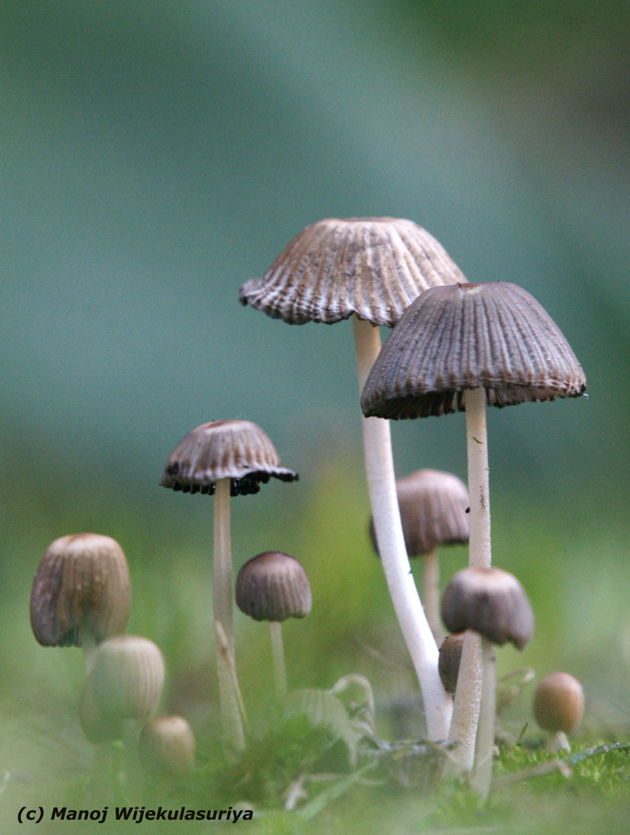 Mower's Mushroom