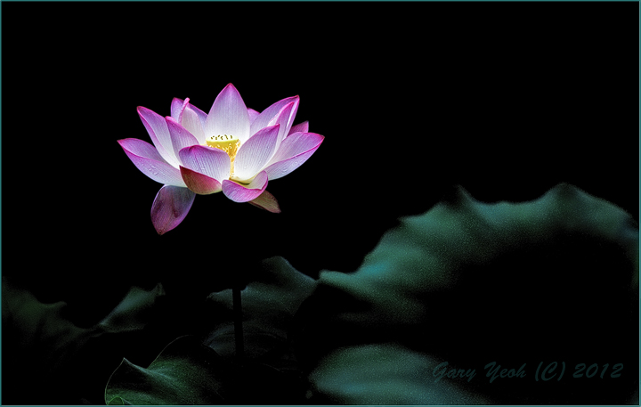 Lotus glow