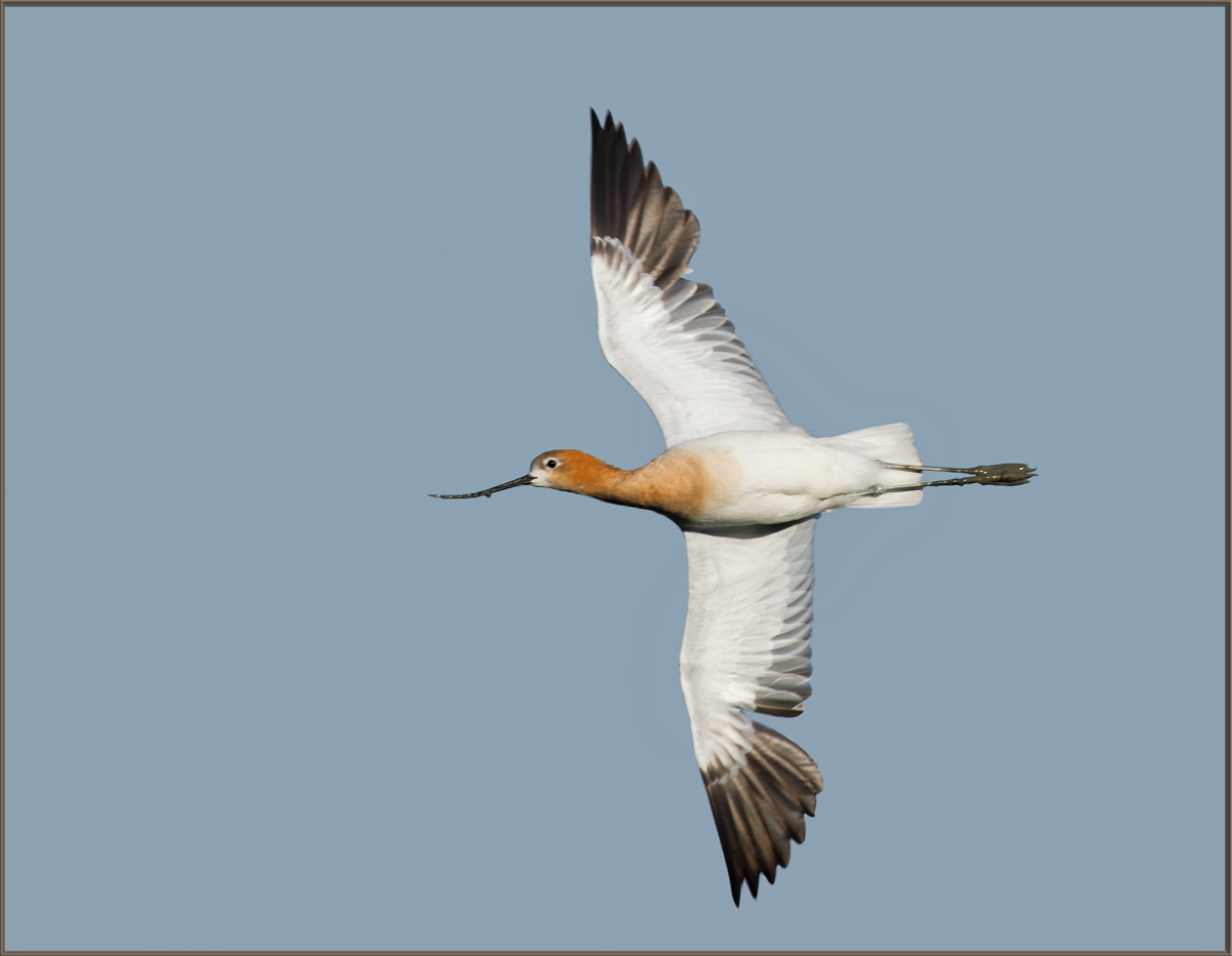 Avocet in Flight