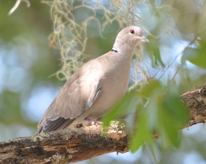EURASIAN COLLARED-DOVE