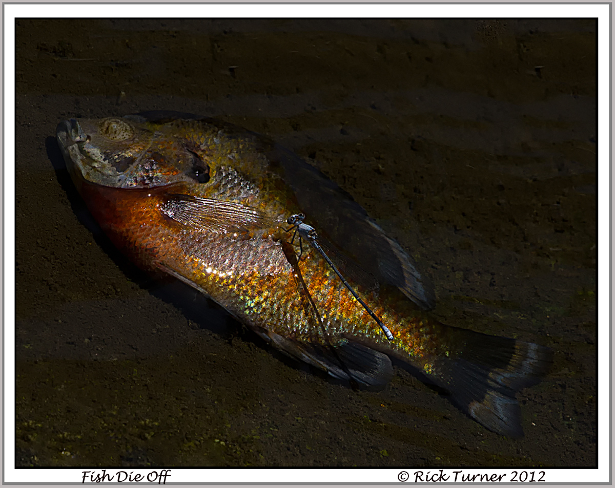 Fish Kill