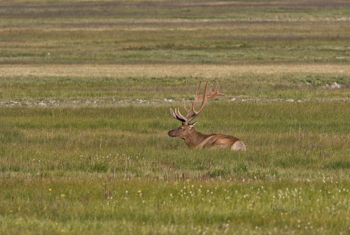 Resting Elk