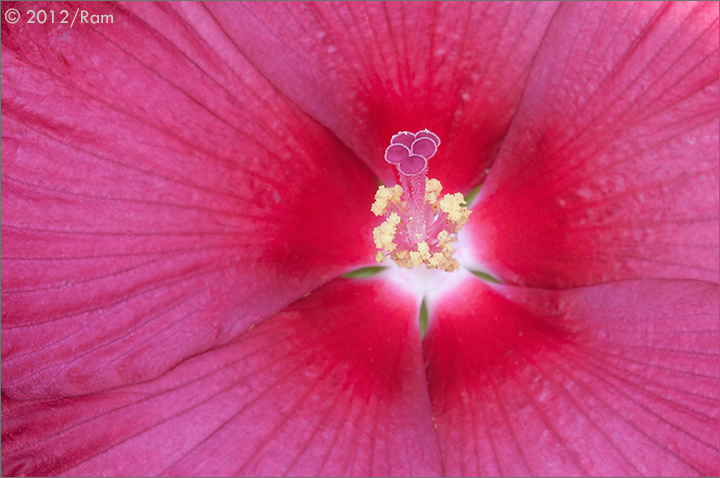 Red Hibiscus