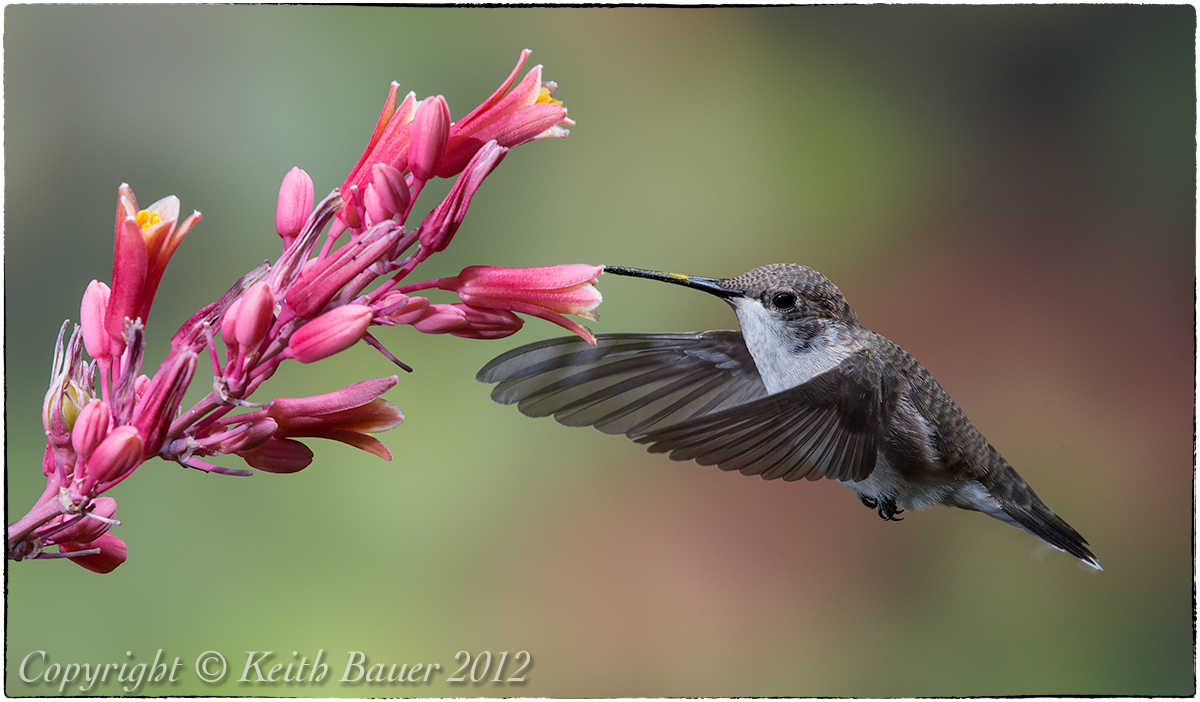 Another Hummer
