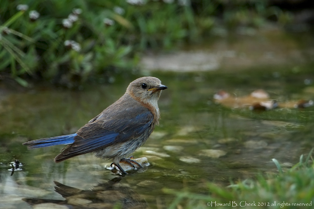 Bluebirds!