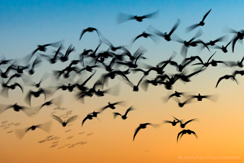 Early Risers