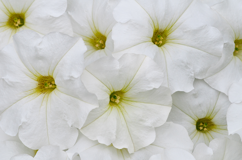 White Nirvana
