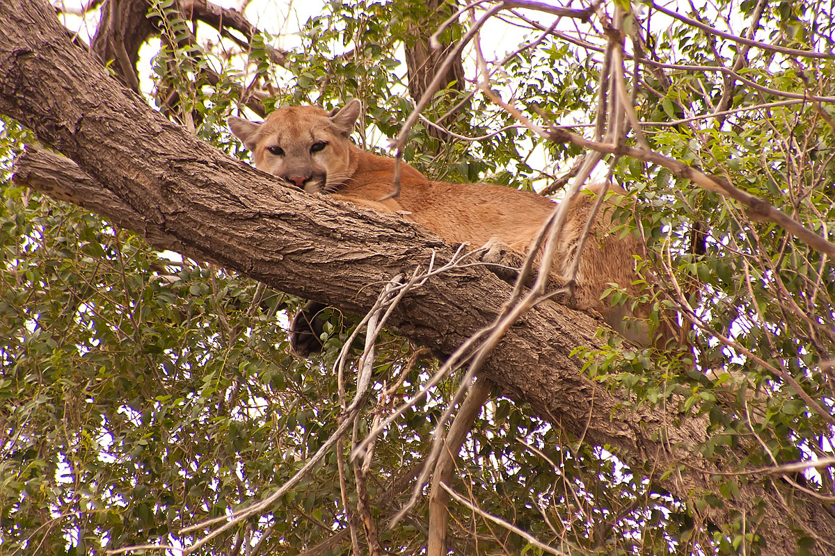 Napping in a Tree