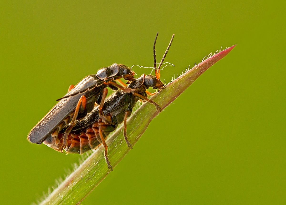 SOLDIER FLIES MATING