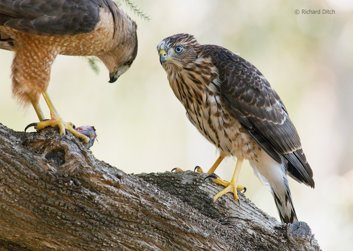 Cooper's Hawk