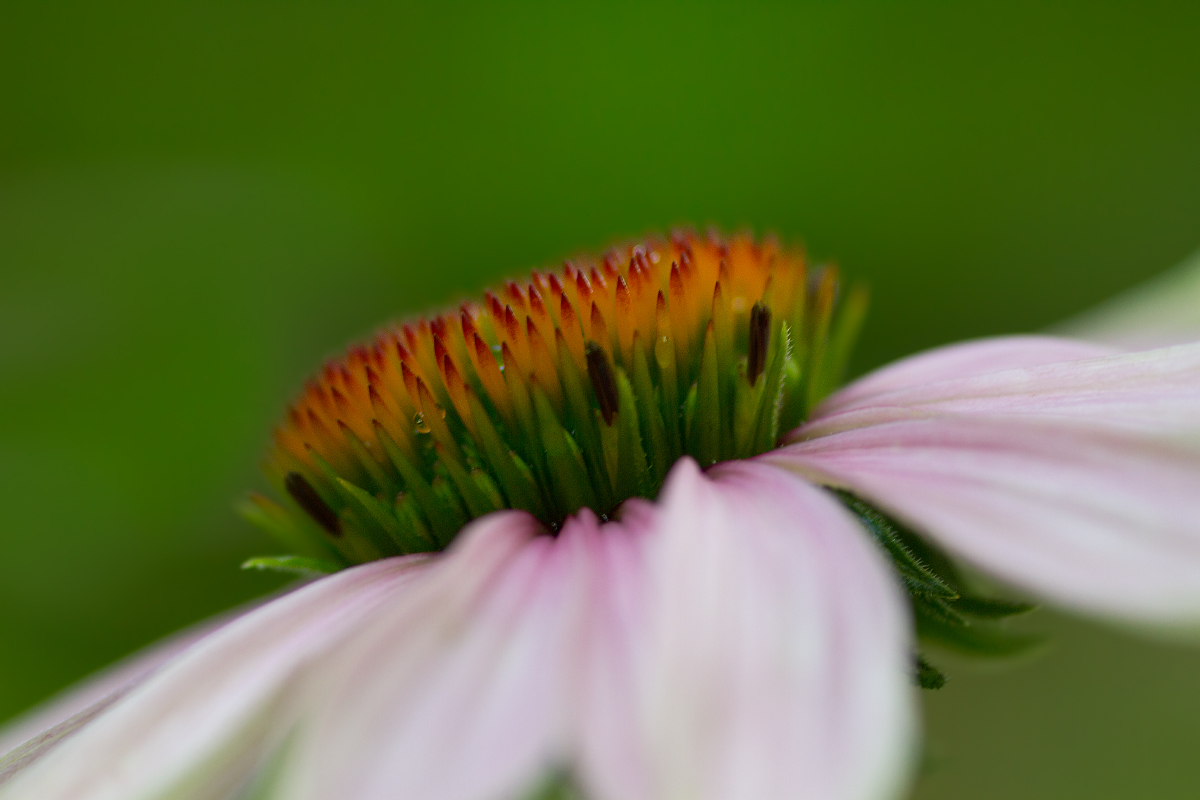 Coneflower