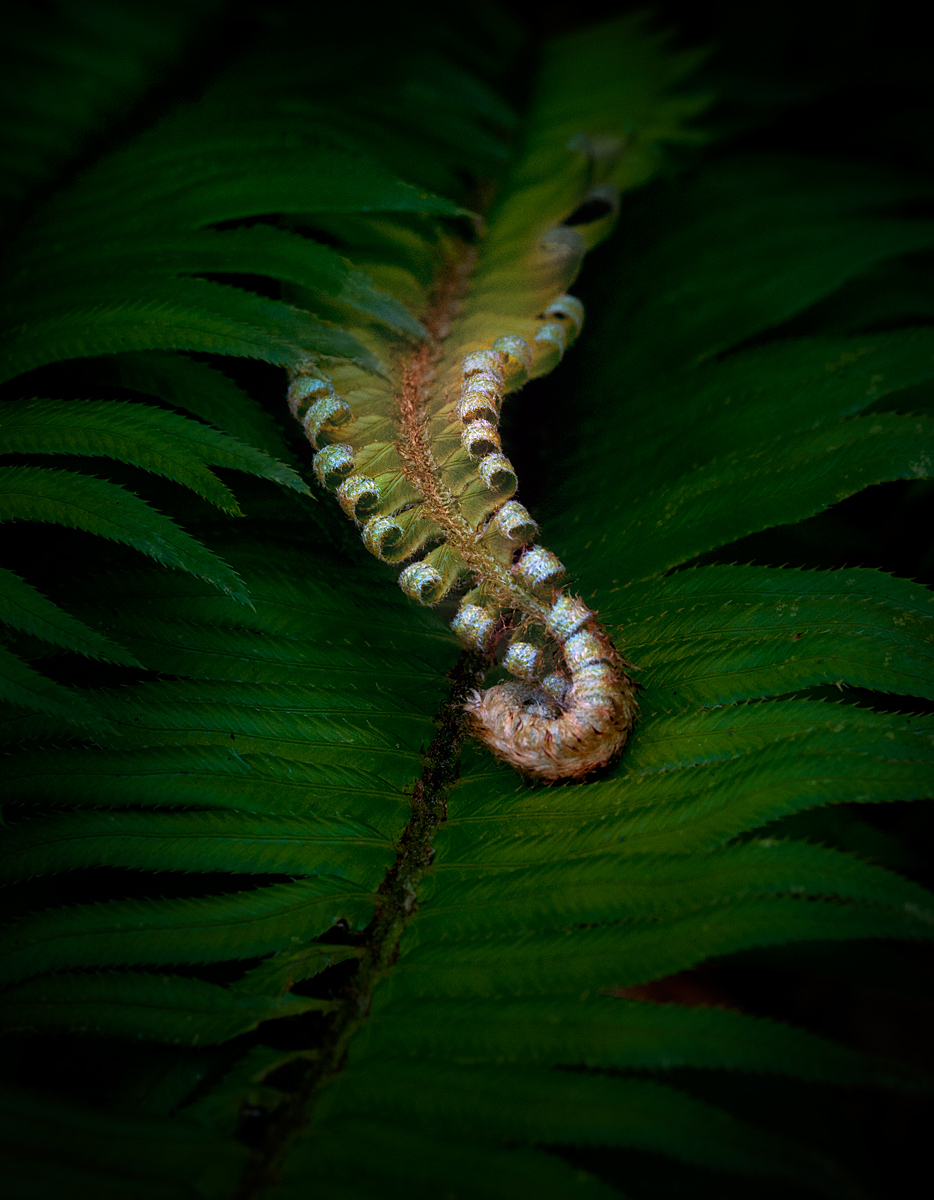 Fern Frond