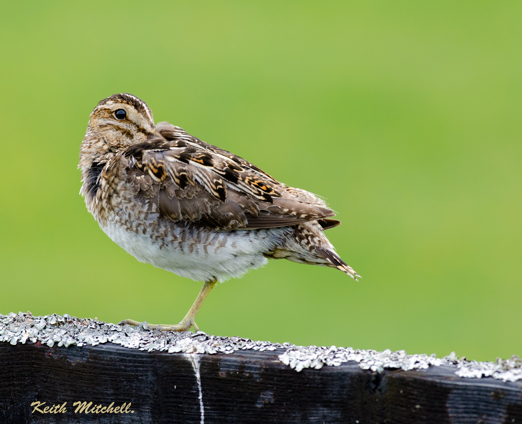 Resting Snipe