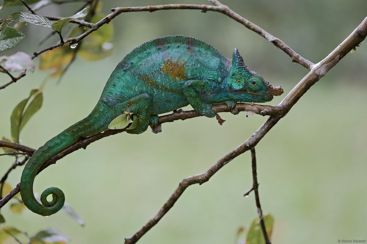 Parson's Chameleon