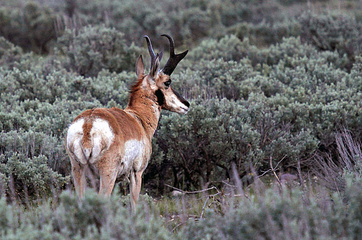 Proud pronghorn