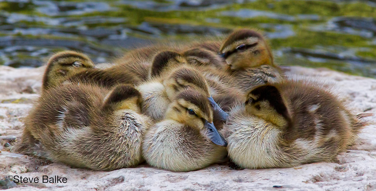 Mallard Duckling Huddle