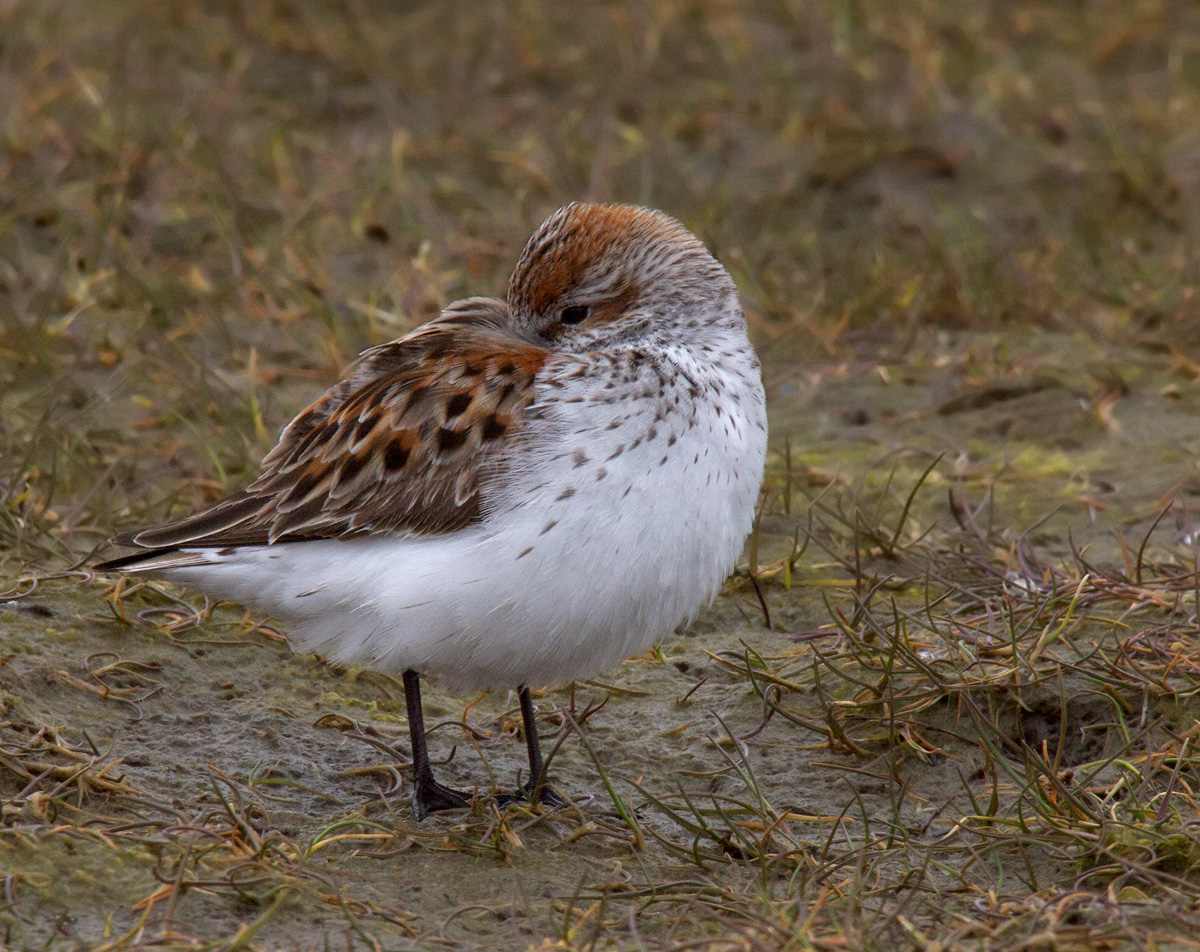 Western Sandpiper Nap