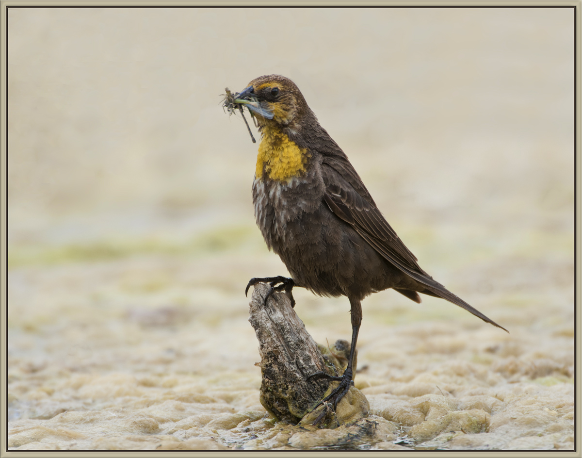 Y-H BB with prey