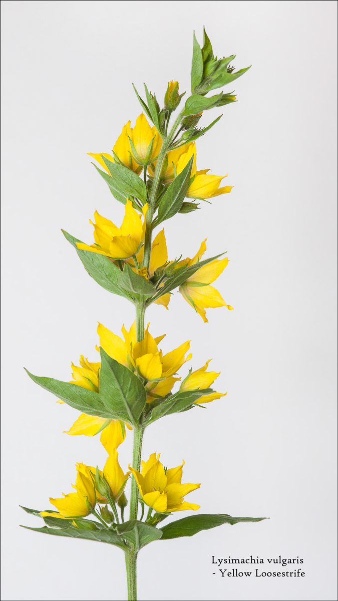 Yellow Loosestrife