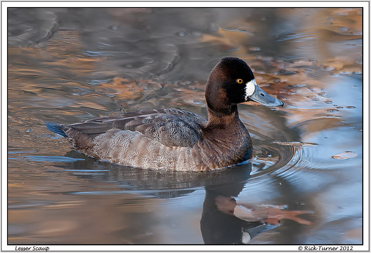 Lesser Scaup