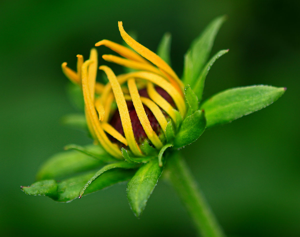 Black-eyed Susan bud