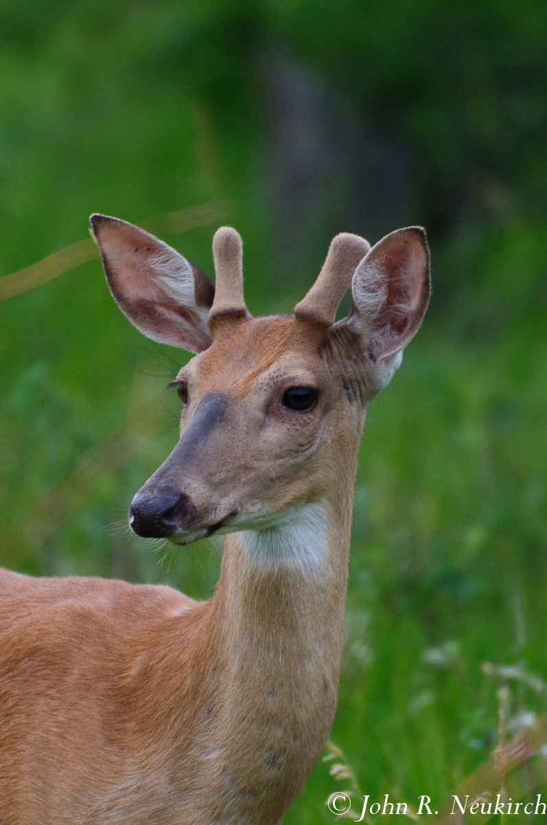 Young white tail buck