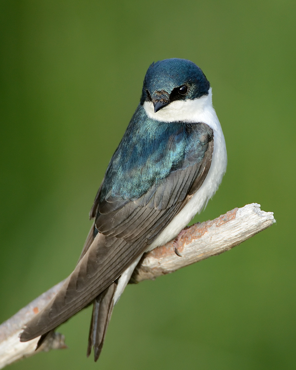 Tree Swallow