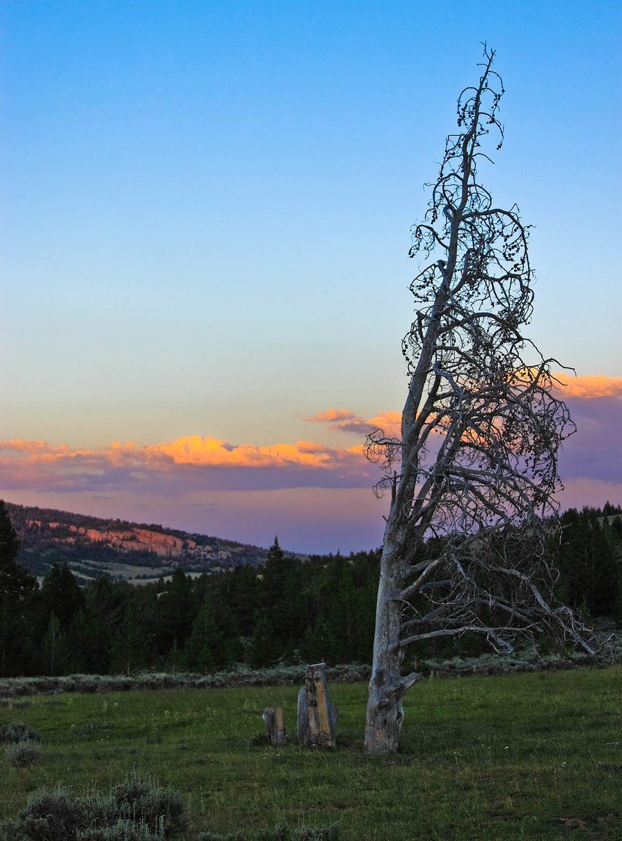That Tree, Again