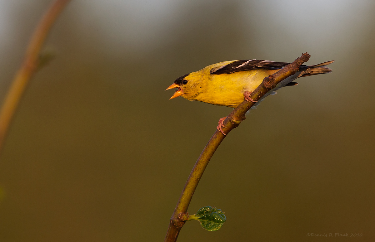 American Goldfinch
