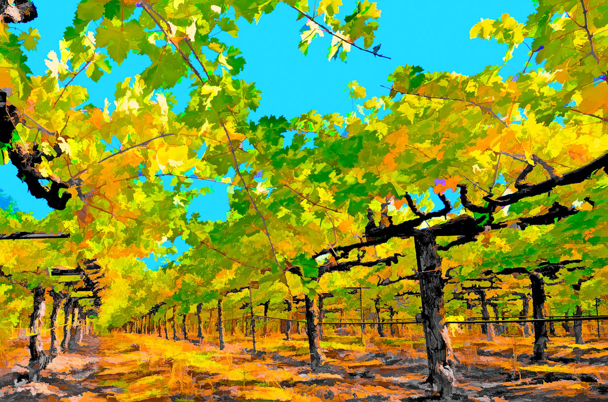 Vineyard Impressions #43