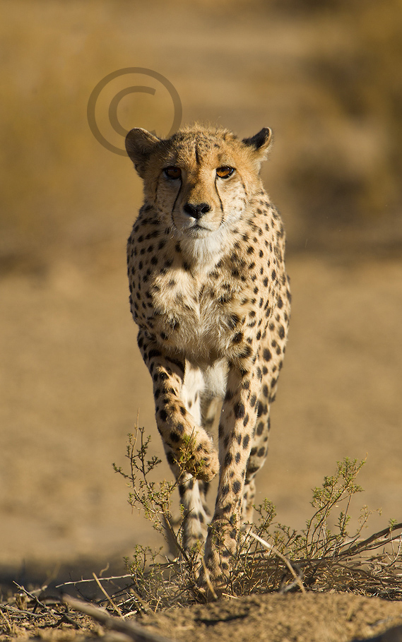 Stalking Cheetah