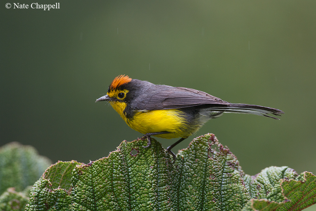 Spectacled Whitestart