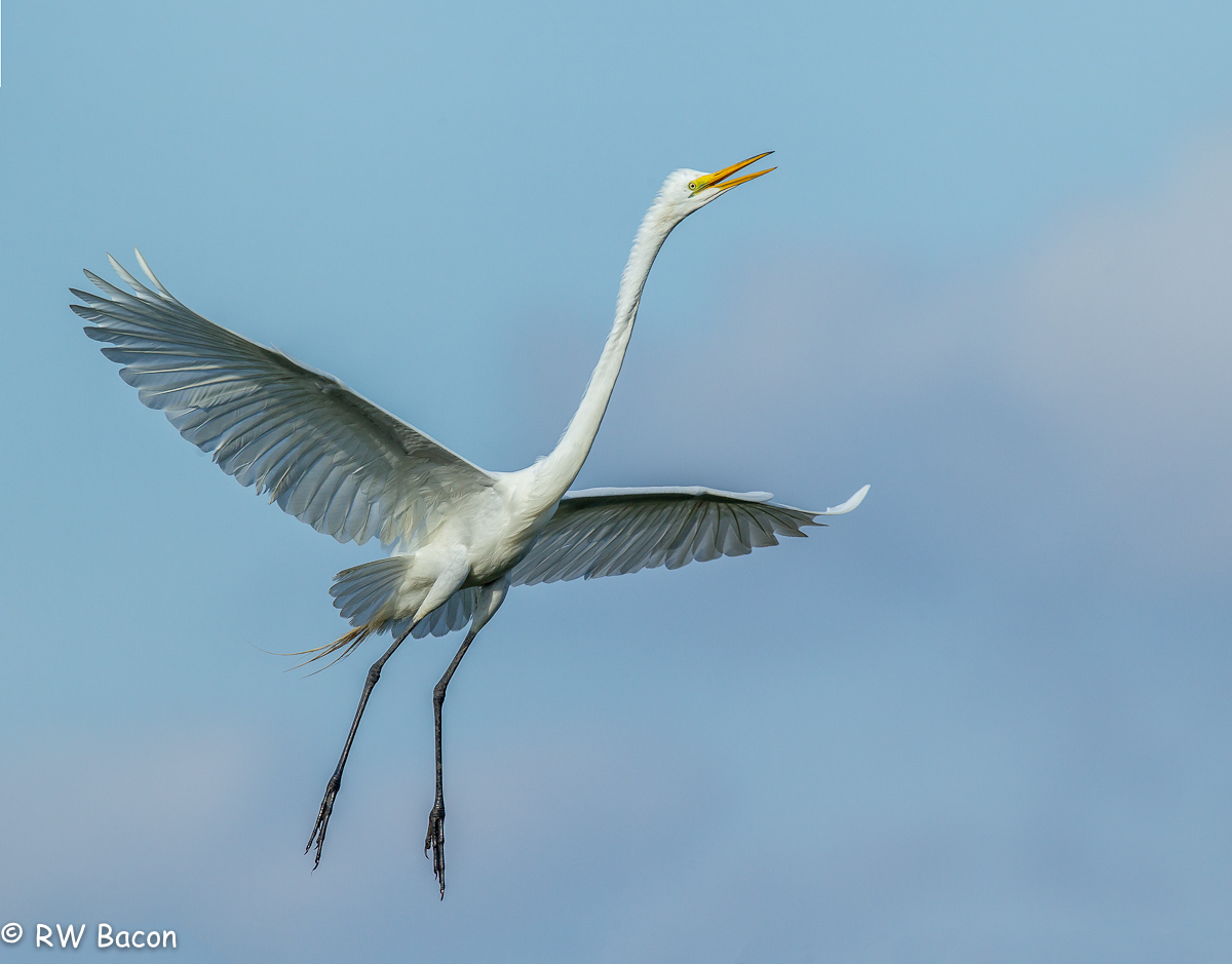 Great Egret Ascending