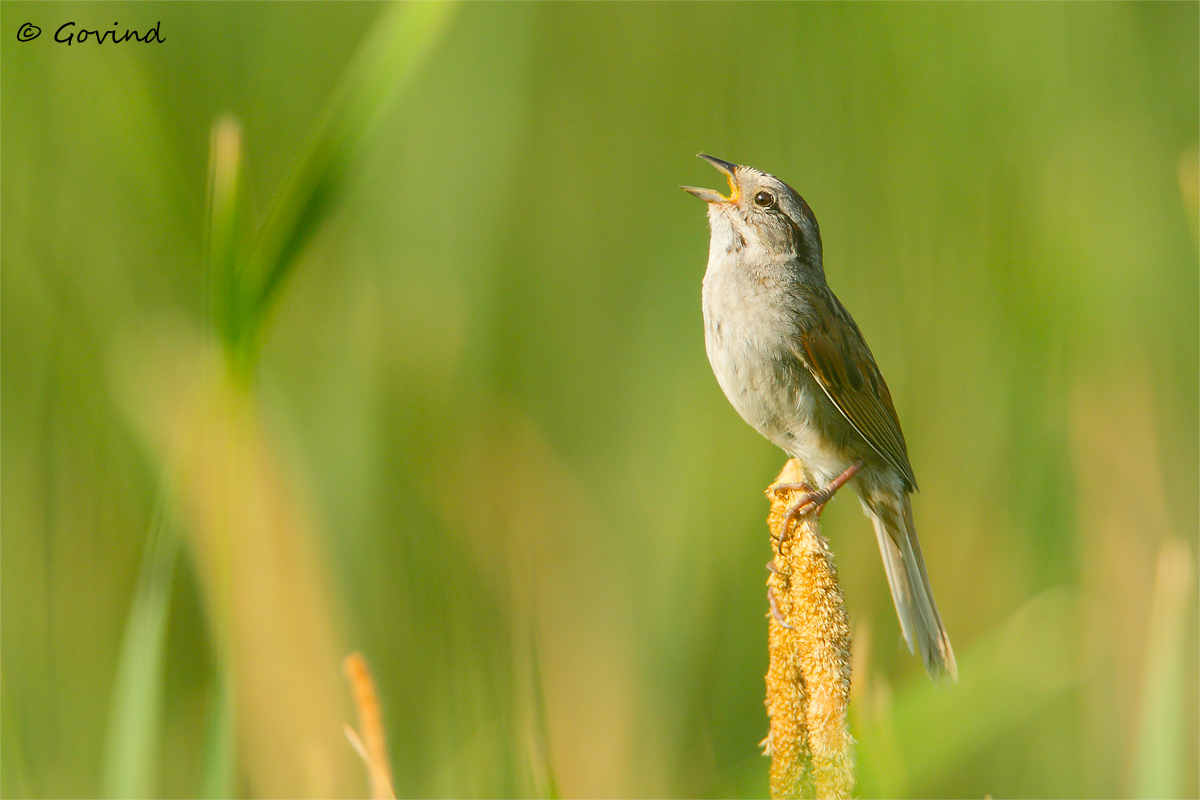 Swamp Sparrow