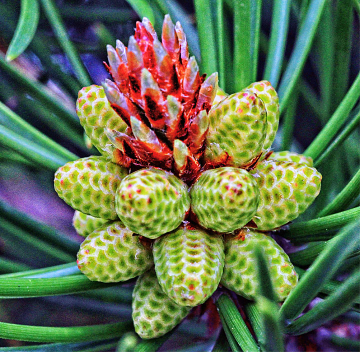 Budding pinecone