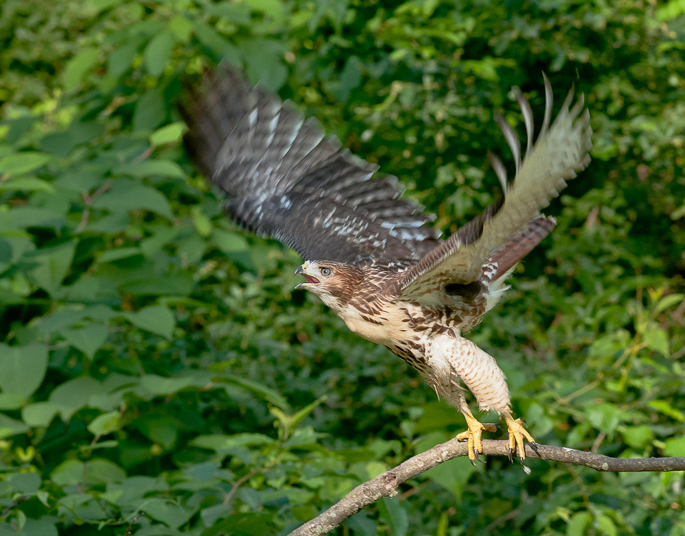 Red-tail fledgling