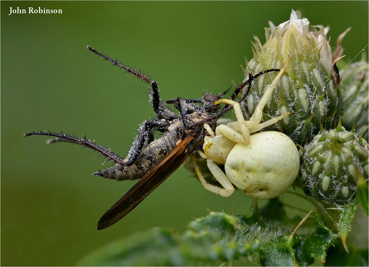 Robberfly Demise