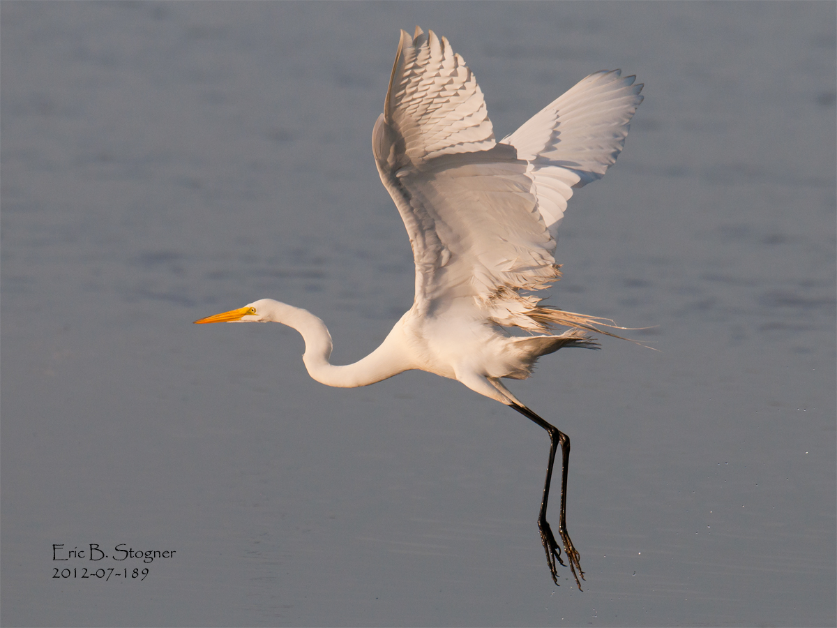 White Egret