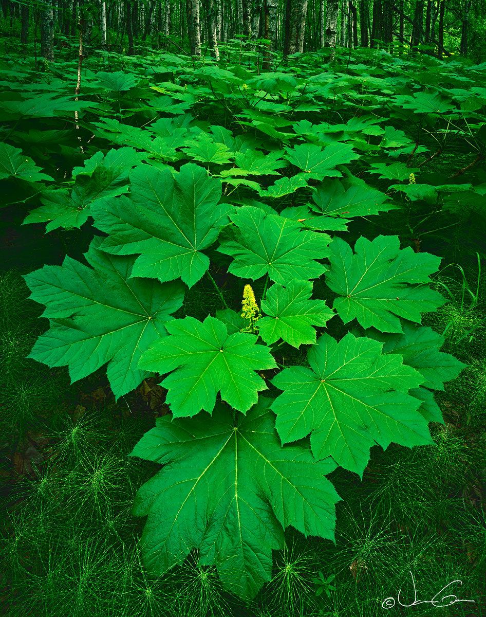 Sea of Green