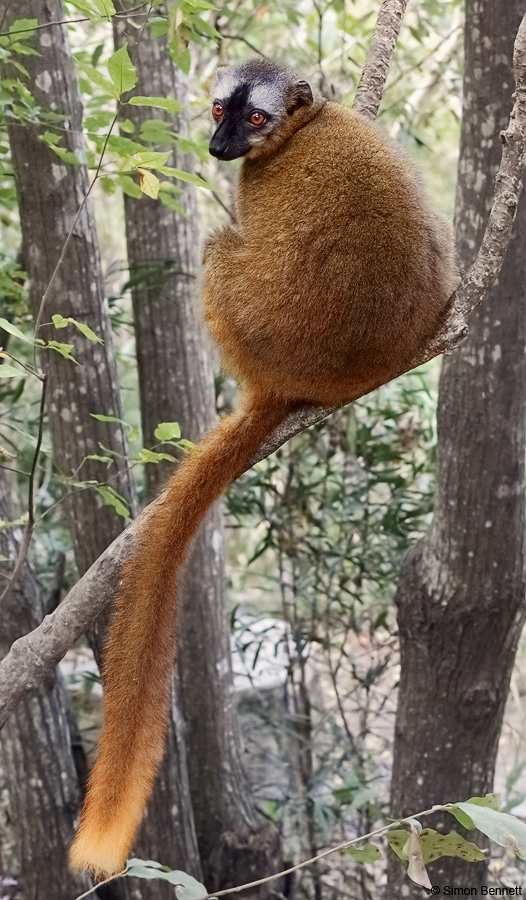 Red-fronted Brown Lemur