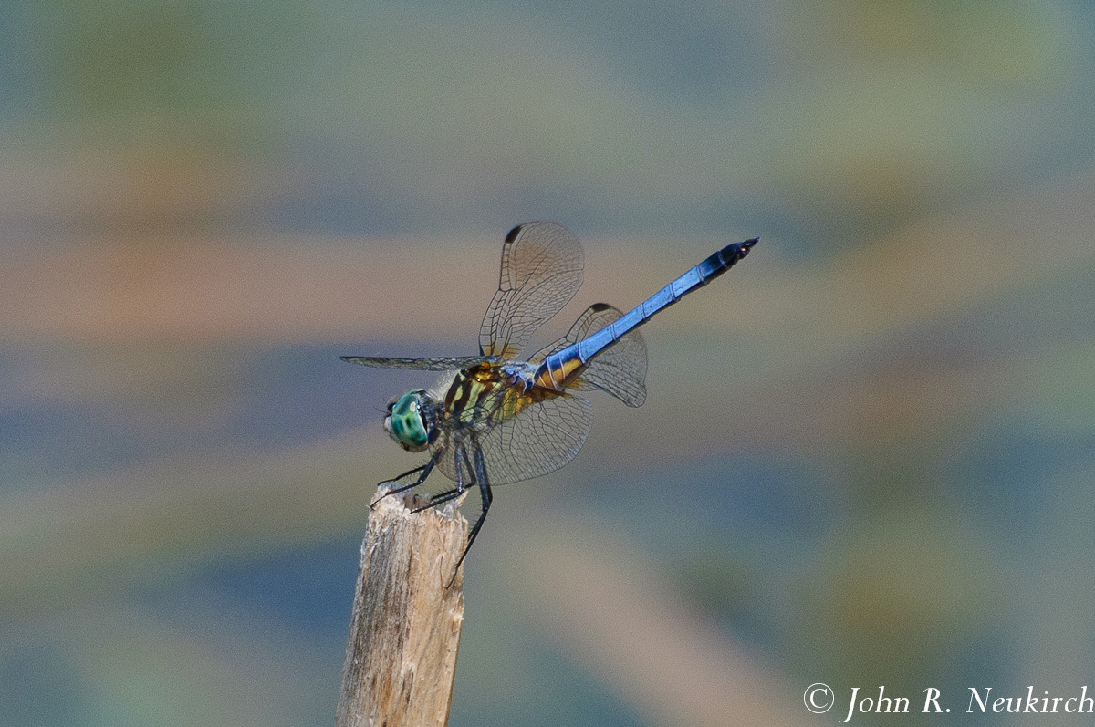 Blue dasher