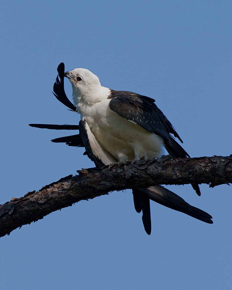 Kite 