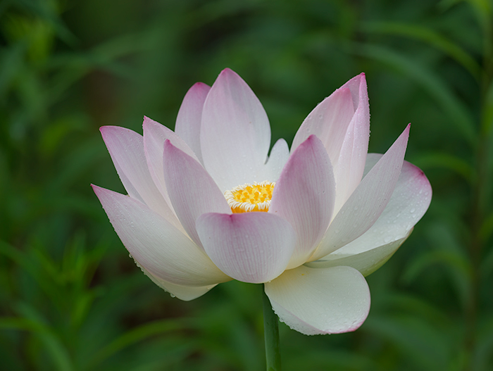 Lotus #4-3