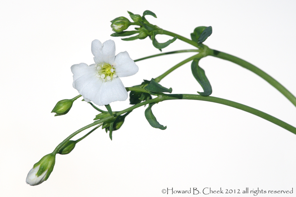 White on White