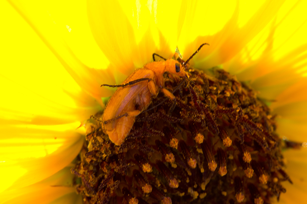 Beetle and Sunflower