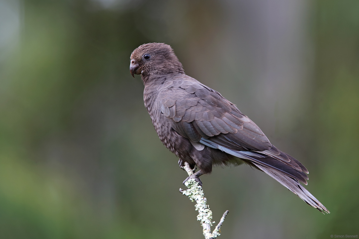 Lesser Vasa Parrot