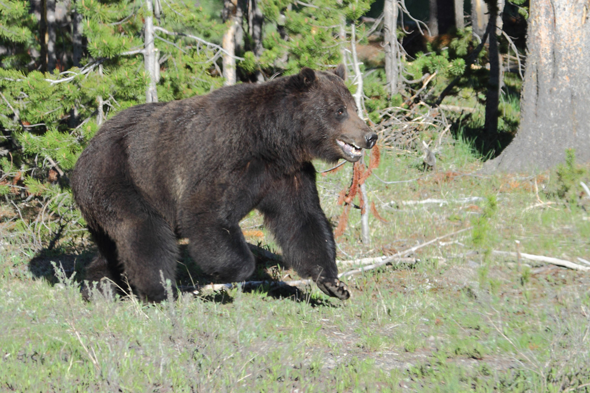 Hunting Grizzly