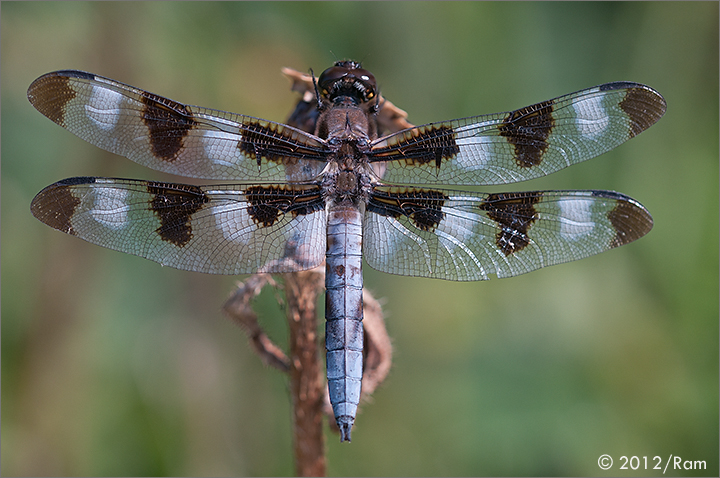 Twelve Spotted Skimmer